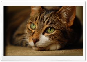 Cat Dreaming Ultra HD Wallpaper for 4K UHD Widescreen desktop, tablet & smartphone