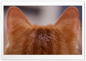Cat Ears Ultra HD Wallpaper for 4K UHD Widescreen desktop, tablet & smartphone