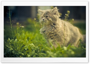 Cat Eating Grass Ultra HD Wallpaper for 4K UHD Widescreen desktop, tablet & smartphone