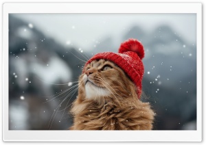 Cat Enjoying the Cold Outdoors Ultra HD Wallpaper for 4K UHD Widescreen Desktop, Lockscreen, Screensaver, TV, Tablet, Smartphone