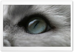 Cat Eye Ultra HD Wallpaper for 4K UHD Widescreen desktop, tablet & smartphone