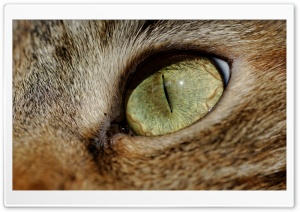 Cat Eye Macro Ultra HD Wallpaper for 4K UHD Widescreen desktop, tablet & smartphone