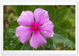 Cat Eyes Flower 4K UHD Wallpaper for Widescreen and UltraWide Desktop, UltraHD TV, Smartphone, Tablet