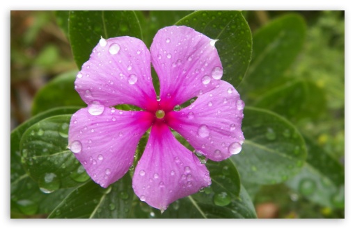 Cat Eyes Flower UltraHD Wallpaper for Widescreen 16:10 ; Fullscreen 4:3 ;