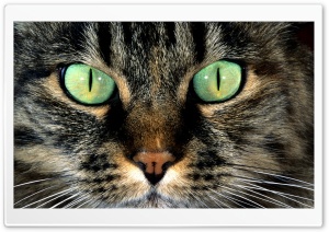 Cat Face Ultra HD Wallpaper for 4K UHD Widescreen desktop, tablet & smartphone