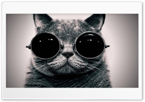Cat, Glasses Ultra HD Wallpaper for 4K UHD Widescreen desktop, tablet & smartphone