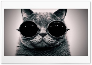 Cat, Glasses Ultra HD Wallpaper for 4K UHD Widescreen Desktop, Lockscreen, Screensaver, TV, Tablet, Smartphone