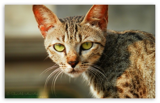 Cat Green Eyes - Shoaib Photography UltraHD Wallpaper for Wide 16:10 Widescreen WHXGA WQXGA WUXGA WXGA ;