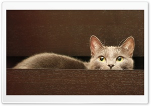 Cat In A Drawer Ultra HD Wallpaper for 4K UHD Widescreen desktop, tablet & smartphone