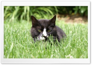 Cat in Grass Ultra HD Wallpaper for 4K UHD Widescreen desktop, tablet & smartphone