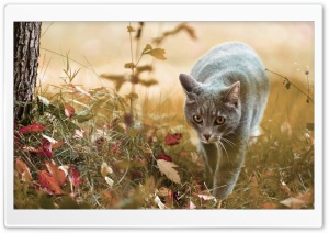 cat in the forest Ultra HD Wallpaper for 4K UHD Widescreen desktop, tablet & smartphone