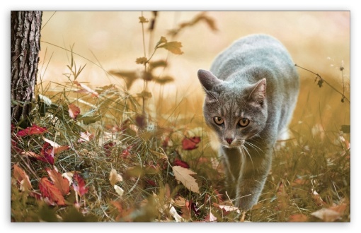 cat in the forest UltraHD Wallpaper for Widescreen 16:10 WHXGA WQXGA WUXGA WXGA ;