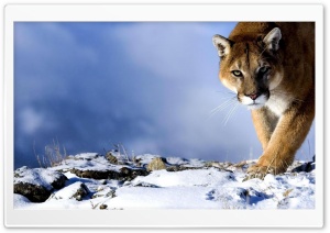 Cat in the mountains 4K UHD Wallpaper for Widescreen and UltraWide Desktop, UltraHD TV, Smartphone, Tablet