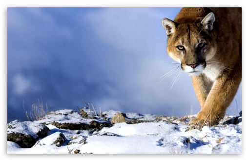 Cat in the mountains UltraHD Wallpaper for Widescreen 16:10 ;