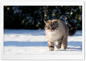 Cat In The Snow Ultra HD Wallpaper for 4K UHD Widescreen desktop, tablet & smartphone