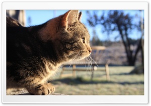 Cat In The Sunlight Ultra HD Wallpaper for 4K UHD Widescreen desktop, tablet & smartphone