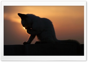 Cat In The Sunset Ultra HD Wallpaper for 4K UHD Widescreen desktop, tablet & smartphone