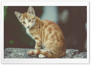 Cat Kedi Ultra HD Wallpaper for 4K UHD Widescreen desktop, tablet & smartphone
