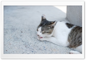 Cat Licking Paw Ultra HD Wallpaper for 4K UHD Widescreen desktop, tablet & smartphone