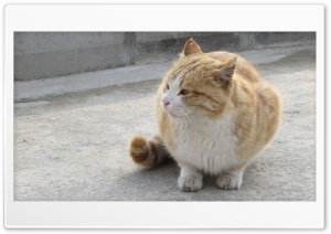 cat looking 4K UHD Wallpaper for Widescreen and UltraWide Desktop, UltraHD TV, Smartphone, Tablet