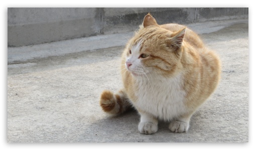 cat looking UltraHD Wallpaper for UHD 16:9 ; HD 16:9 ;