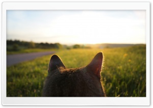 Cat Looking at Sunrise Ultra HD Wallpaper for 4K UHD Widescreen desktop, tablet & smartphone