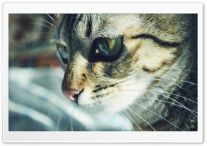 Cat Looking Left Ultra HD Wallpaper for 4K UHD Widescreen desktop, tablet & smartphone