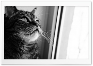 Cat Looking Out Window Ultra HD Wallpaper for 4K UHD Widescreen Desktop, Lockscreen, Screensaver, TV, Tablet, Smartphone