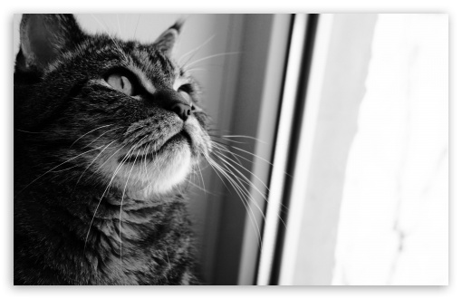 Cat Looking Out Window UltraHD Wallpaper for 8K UHD TV 16:9 Ultra High Definition 2160p 1440p 1080p 900p 720p ; Widescreen 16:10 5:3 WHXGA WQXGA WUXGA WXGA WGA ; Fullscreen 4:3 5:4 3:2 UXGA XGA SVGA QSXGA SXGA DVGA HVGA HQVGA ( Apple PowerBook G4 iPhone 4 3G 3GS iPod Touch ) ; Tablet 1:1 ;