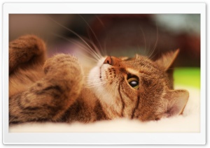 Cat Lying On Back Ultra HD Wallpaper for 4K UHD Widescreen desktop, tablet & smartphone