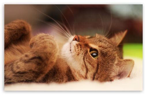 Cat Lying On Back UltraHD Wallpaper for UHD 16:9 ; HD 16:9 ; UltraWide 32:10 ; Widescreen 16:10 5:3 ; Fullscreen 4:3 5:4 3:2 ; Tablet 1:1 ; Mobile 3:5 3:4 ; Dual 16:10 5:3 16:9 4:3 5:4 ;