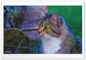 Cat, Morning Ultra HD Wallpaper for 4K UHD Widescreen desktop, tablet & smartphone