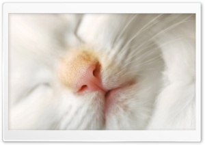 Cat Nose Ultra HD Wallpaper for 4K UHD Widescreen desktop, tablet & smartphone