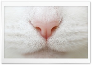 Cat Nose Ultra HD Wallpaper for 4K UHD Widescreen desktop, tablet & smartphone