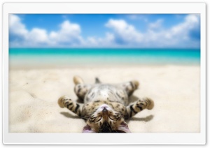 Cat on the beach Ultra HD Wallpaper for 4K UHD Widescreen desktop, tablet & smartphone