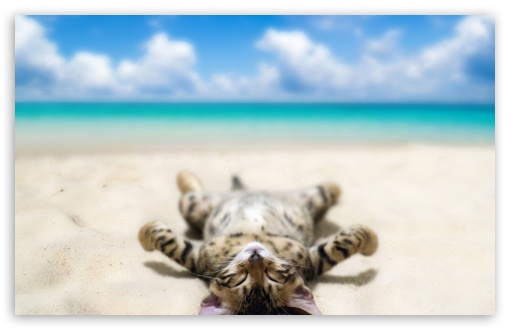 Cat on the beach UltraHD Wallpaper for Wide 16:10 Widescreen WHXGA WQXGA WUXGA WXGA ;