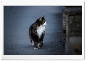 Cat on the Walk Ultra HD Wallpaper for 4K UHD Widescreen desktop, tablet & smartphone