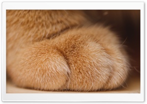Cat Paw Ultra HD Wallpaper for 4K UHD Widescreen desktop, tablet & smartphone