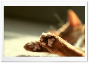 Cat Paws 4K UHD Wallpaper for Widescreen and UltraWide Desktop, UltraHD TV, Smartphone, Tablet