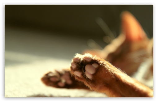 Cat Paws UltraHD Wallpaper for HD 16:9 ; Widescreen 16:10 5:3 ; Fullscreen 4:3 5:4 3:2 ;