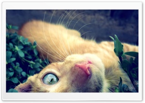 Cat Play Ultra HD Wallpaper for 4K UHD Widescreen desktop, tablet & smartphone