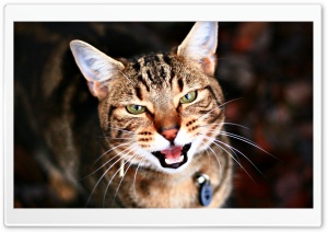 Cat Portrait 1 Ultra HD Wallpaper for 4K UHD Widescreen desktop, tablet & smartphone