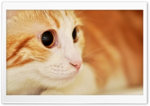 Cat Portrait Ultra HD Wallpaper for 4K UHD Widescreen desktop, tablet & smartphone