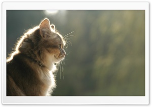 Cat Profile Ultra HD Wallpaper for 4K UHD Widescreen desktop, tablet & smartphone