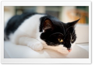 Cat Resting Ultra HD Wallpaper for 4K UHD Widescreen desktop, tablet & smartphone