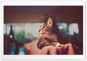 Cat Retro Photography Ultra HD Wallpaper for 4K UHD Widescreen desktop, tablet & smartphone
