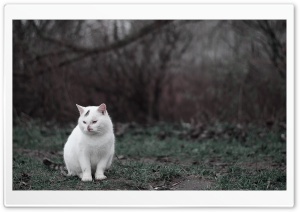 Cat Sitting In Grass Ultra HD Wallpaper for 4K UHD Widescreen desktop, tablet & smartphone