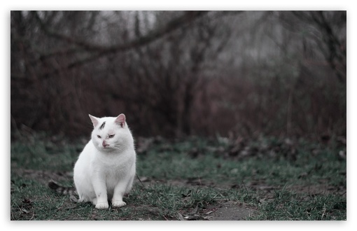 Cat Sitting In Grass UltraHD Wallpaper for Wide 16:10 Widescreen WHXGA WQXGA WUXGA WXGA ;