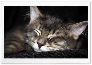 Cat Sleeping Ultra HD Wallpaper for 4K UHD Widescreen desktop, tablet & smartphone