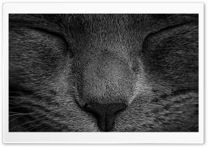Cat Sleepy Face Ultra HD Wallpaper for 4K UHD Widescreen desktop, tablet & smartphone